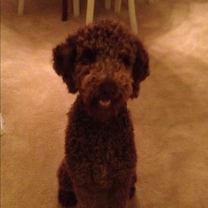 Meet your Posher, Dawn